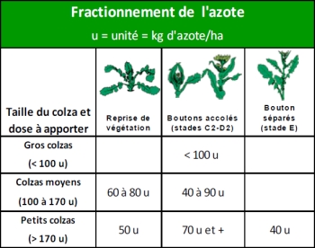 Conseil de fractionnement des apports d'azote sur colzas.